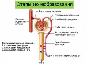 Какую функцию выполняет орган человека обозначенный на рисунке буквой а образование мочи