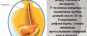 Пищевод у человека