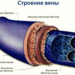 Поверхностные вены верхней/нижней конечности. Схема, анатомия, расположение