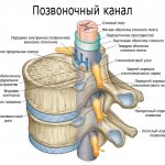 Spinal canal - structure