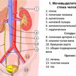 Spilled Instructions for use, price, analogues, reviews 