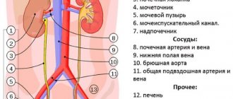 Пролит. Инструкция по применению, цена, аналоги, отзывы