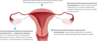 Противозачаточные таблетки и лучшие средства, чтобы не забеременеть. Какие есть, названия, инструкция применения