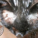 lichen versicolor under a microscope