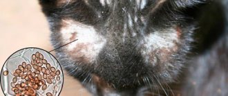 разноцветный лишай под микроскопом