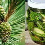 Recipes for pine cone tinctures after a stroke