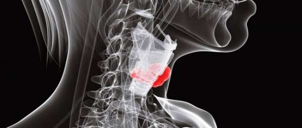 Ultrasound results of the thyroid gland: how are they interpreted? - subtleties of non-invasive studies of the human body on ForeverHealth.ru 