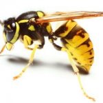 A lethal dose of wasp venom is equivalent to 500 stings