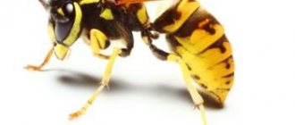 A lethal dose of wasp venom is equivalent to 500 stings