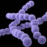 Streptococcus