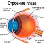 Строение глаза - хрусталик