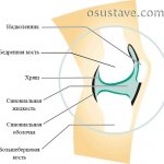 structure of the knee joint