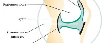 structure of the knee joint