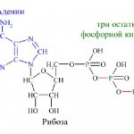 The structure of the ATP molecule