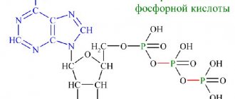 The structure of the ATP molecule