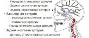 Строение вертебробазилярной системы