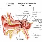 строение внутреннего уха