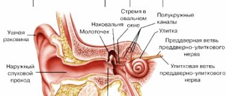 строение внутреннего уха