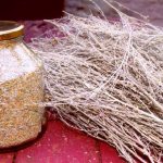 Сушеная полынь