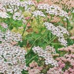 yarrow blooms