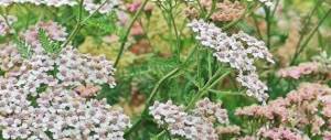 yarrow blooms