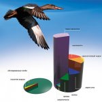 In the Novosibirsk region, out of more than one and a half thousand wild birds examined in May 2006, thirty turned out to be carriers of the influenza virus type A. All of them belong to the duck family