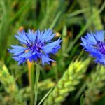 Cornflower: medicinal properties of a poisonous plant. Recipes for tea, infusion and tincture of cornflower 