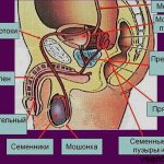 Internal male genitalia