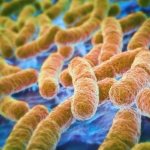 возбудитель газовой гангрены