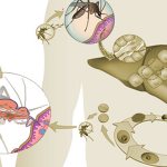 Возбудитель малярии