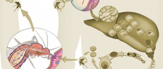 The causative agent of malaria