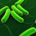 Возбудитель сальмонеллеза