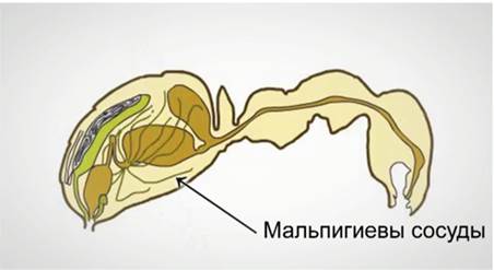 Мальпигиевы сосуды