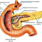 Выработка инсулина поджелудочной железой