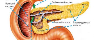 Выработка инсулина поджелудочной железой