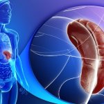 За что отвечает селезенка у человека