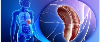 What is the spleen responsible for in humans?