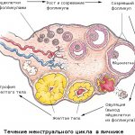 The corpus luteum forms immediately after the release of the egg to produce progesterone.
