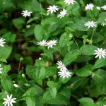Tenacious growth of canary grass